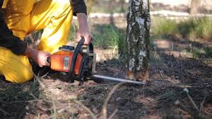 How Our Tree Care Process Works  in Spearman, TX